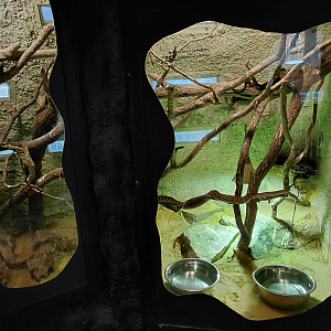 Jamaican boa exhibit