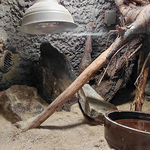 Sinaloan milk snake exhibit