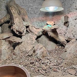 Ornate mastigure exhibit