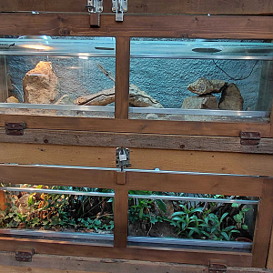 Lizard + gecko exhibits