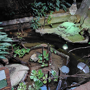 Black marsh turtle exhibit