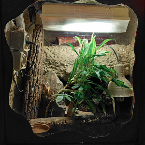 Gargoyle gecko exhibit