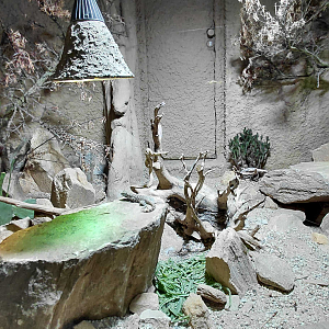 Mexican beaded lizard exhibit