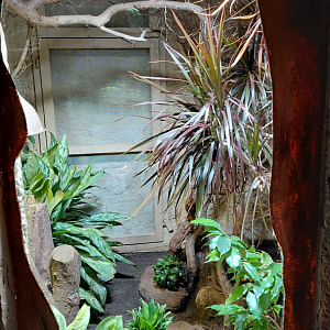 Mitchell's water monitor exhibit