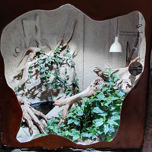 Nosy Komba ground boa exhibit