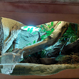 Kuhl's flying gecko exhibit