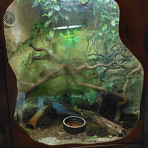 Green keel-bellied lizard exhibit
