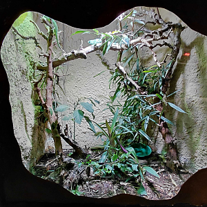 Lau banded iguana exhibit