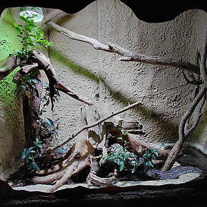 Dumeril's boa exhibit