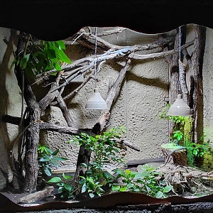 Blue-spotted tree monitor exhibit