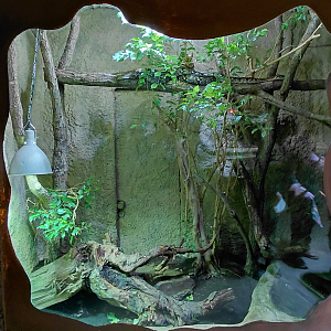 Madagascar ground boa exhibit
