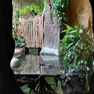 Chinese alligator exhibit