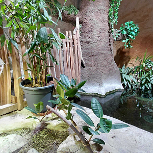 Chinese alligator exhibit