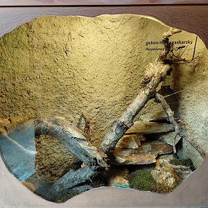 Ocelot gecko exhibit