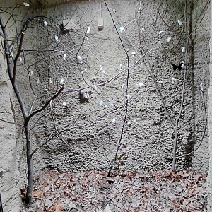 Ailanthus silkmoth exhibit