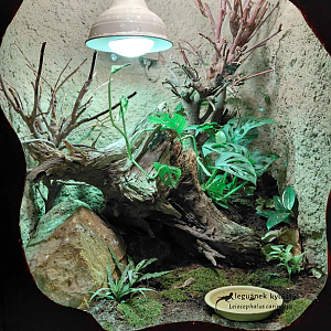 Northern curly-tailed lizard exhibit