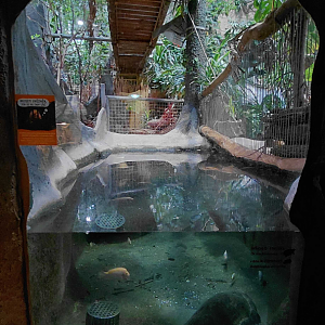 Malaysian giant turtle exhibit