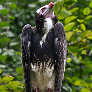 White-headed vulture