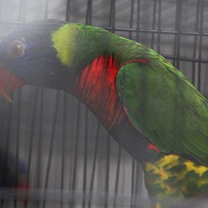 Dark-throated lorikeet (Trichoglossus haematodus nigrogularis) - Animalium BRIN