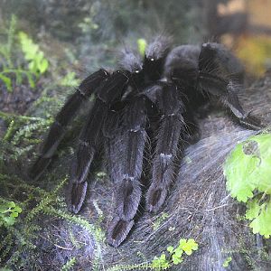 Borneo black tarantula (Phormingochilus arboricola) - Animalium BRIN