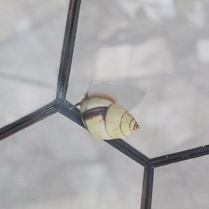 Perversus snail (Amphidromus perversus aff. perversus) - Animalium BRIN