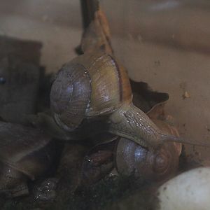 Humphrey's land snail (Hemiplecta humphreysiana) - Animalium BRIN