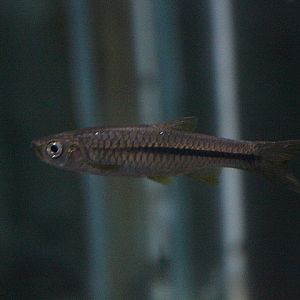 Bali rasbora (Rasbora cf. baliensis) - Animalium BRIN
