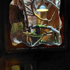 Solomon Islands skink exhiibt