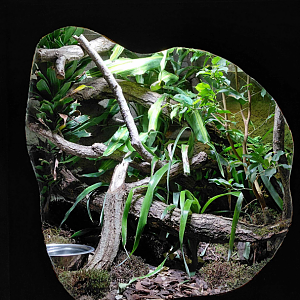 Lau banded iguana exhibit