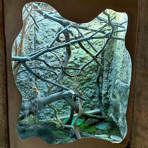 Lau banded iguana exhibit