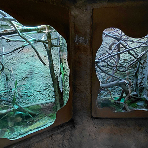Lau banded iguana exhibit