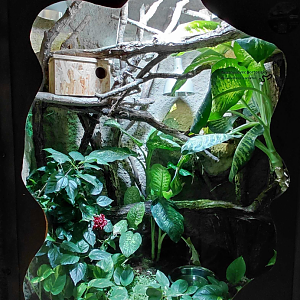 Puerto Rican boa exhibit