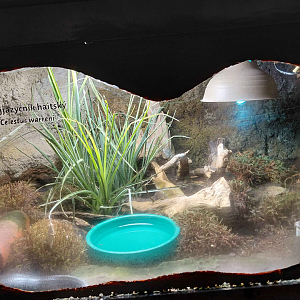 Haitian giant galliwasp exhibit