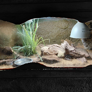 Blue-tongued skink exhibit