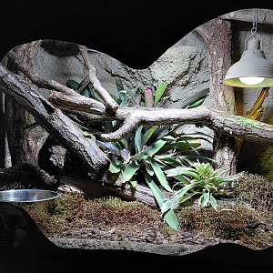 Solomon Islands skink exhibit