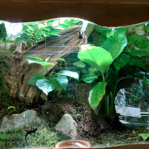 Crested gecko exhibit