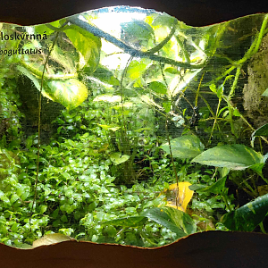 White Spotted reed frog exhibit