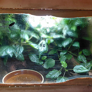 False tomato frog exhibit