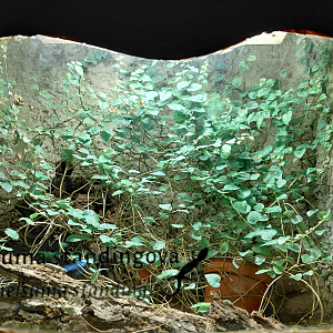 Amazon milk frog exhibit