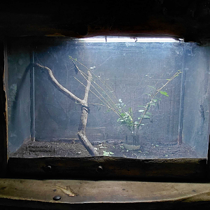 Black beauty stick insect exhibit