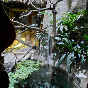 Snake-necked turtle exhibit