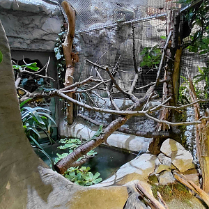 Snake-necked turtle exhibit