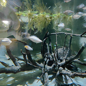 Snake-necked turtle exhibit (underwater view)