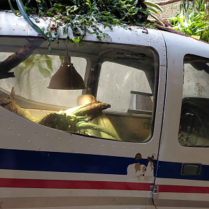 Pink-tongued skink exhibit