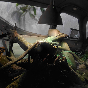 Pink-tongued skink exhibit