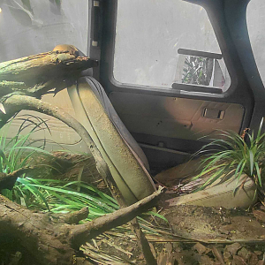 Pink-tongued skink exhibit