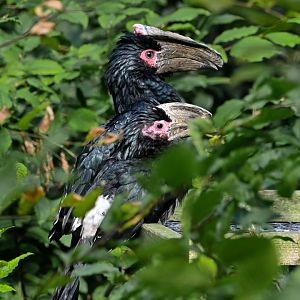 Trumpeter hornbills