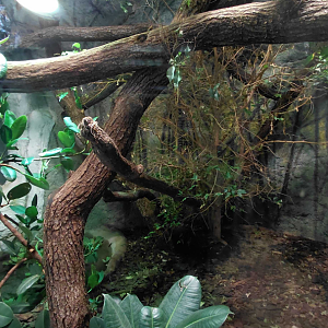 Crocodile monitor exhibit