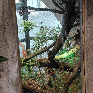 Crocodile monitor exhibit