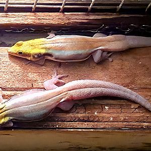 Can anyone identify these little gecko?